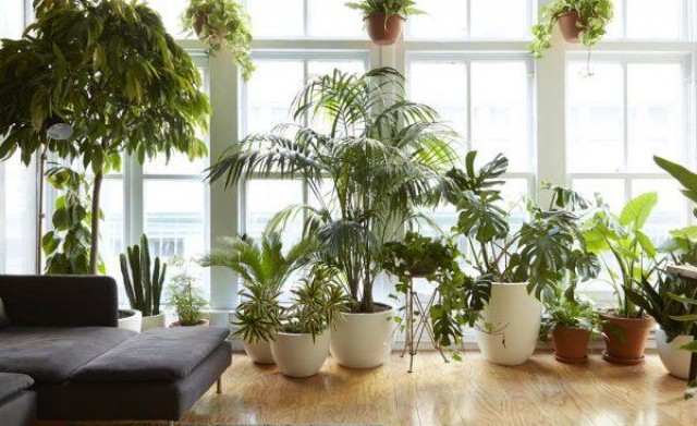 3 PLANTAS PARA VOCÊ COLOCAR NA SUA DE SALA DE ESTAR